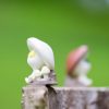 3 5cm Cartoon anime Pikmin mushroom alien Action Figures Dolls PVC plant model toy 5 - Pikmin Store